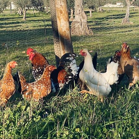 Quinta Da Tapada De Sao Pedro Villa Vimieiro  Ngoại thất bức ảnh
