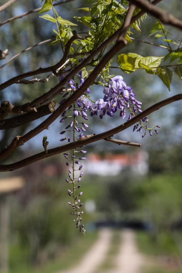 Quinta Da Tapada De Sao Pedro Villa Vimieiro  Ngoại thất bức ảnh