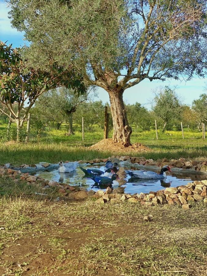 Quinta Da Tapada De Sao Pedro Villa Vimieiro  Ngoại thất bức ảnh